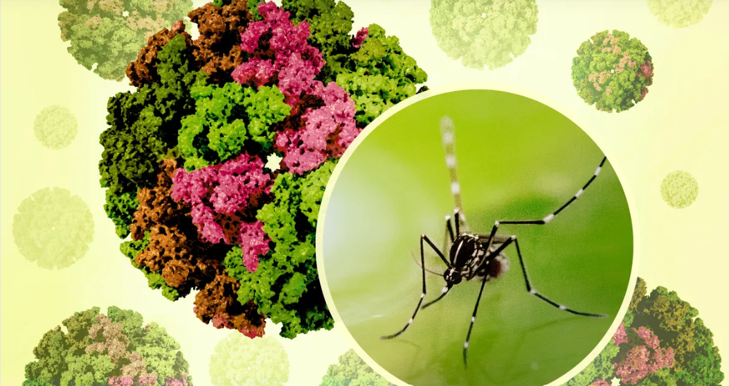 Image of https://mayorsap.com/storage/photos/10/Chikunaguya Virus.png
